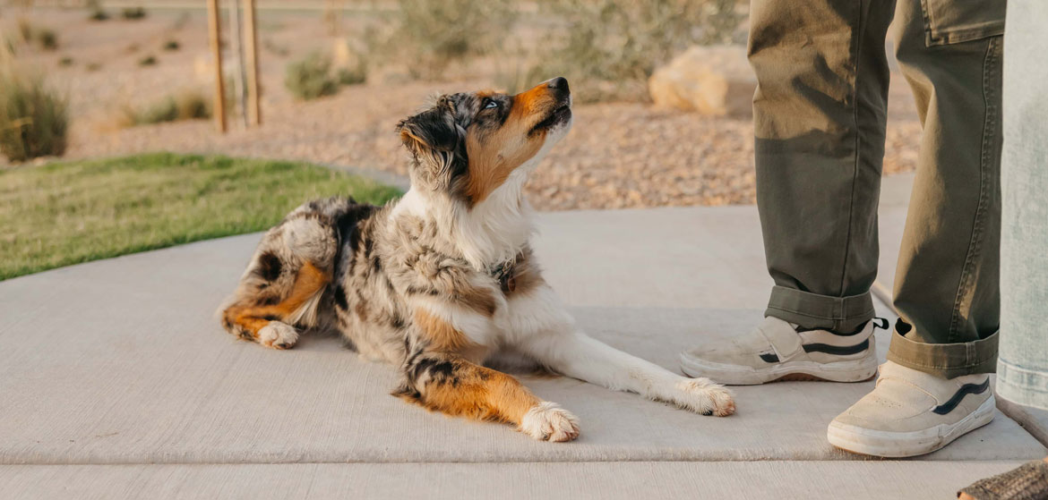 Thing To Do Dog-Friendly Rentals